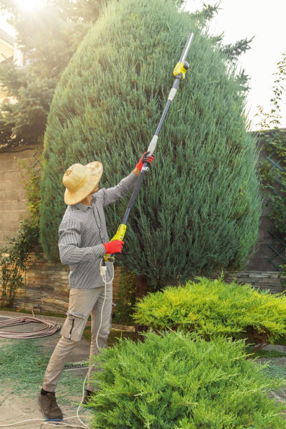 Best Palm Tree Trimming  in Grayling, MI