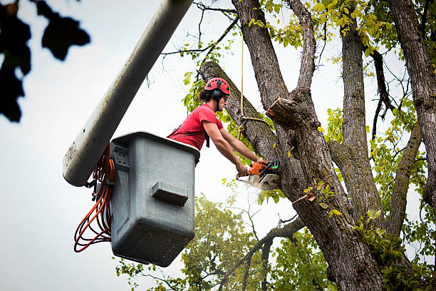 Leaf Removal in Grayling, MI